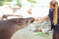 Barcelona, Ã¢â¬â¹Ã¢â¬â¹Spain, on May 2017 - Animal keeper at Barcelona Zoo taking care of the Amazonian tapir Royalty Free Stock Photo